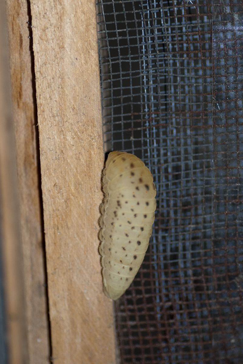 Bruco mai visto - Iphiclides podalirius